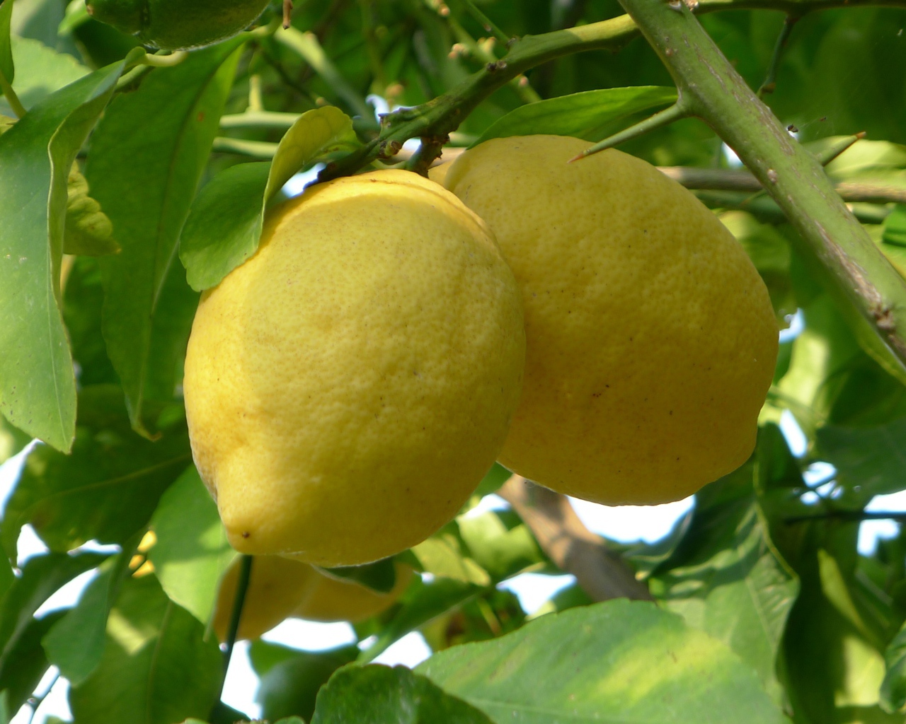 Два больших желтых лимона на ветке в листьях