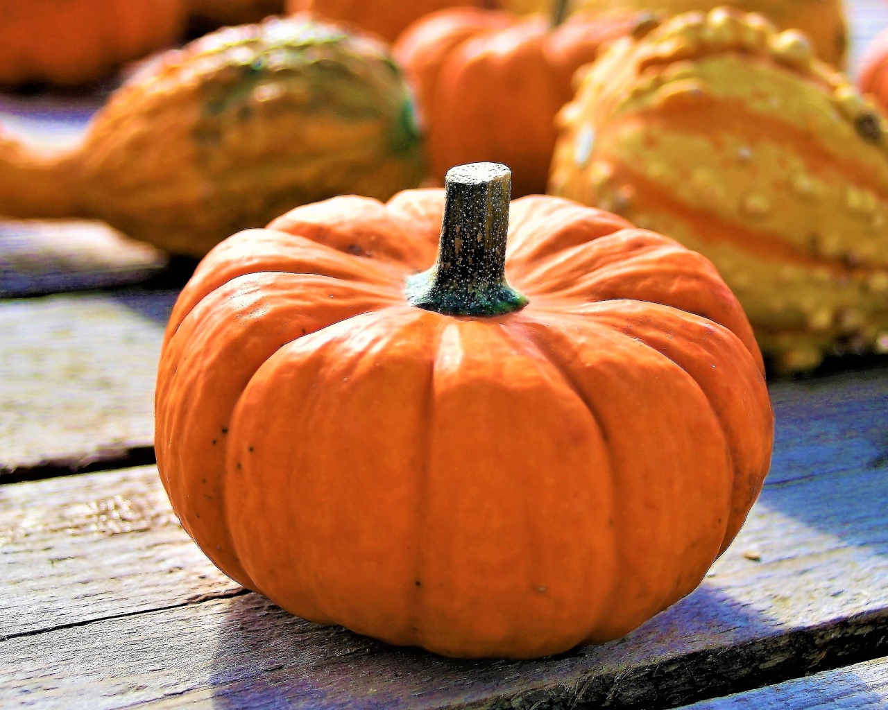 Большая оранжевая тыква на праздник Хэллоуин
