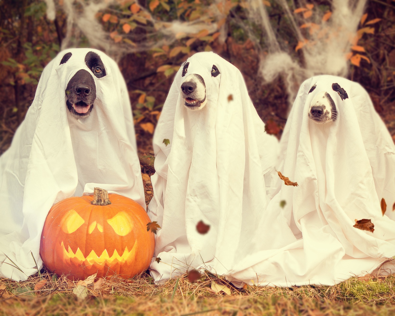 Три собаки в костюмах на Хэллоуин 