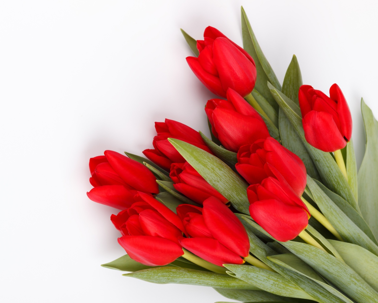 Большой букет красных тюльпанов на белом фоне на 8 марта
