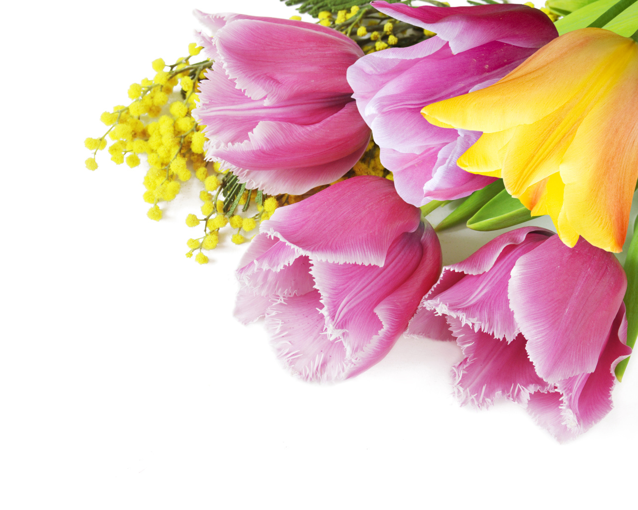 Тюльпаны и мимозы на белом фоне на 8 марта