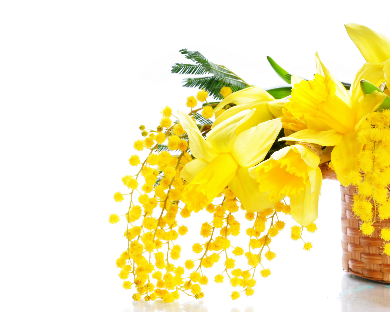 Желтые мимозы и нарциссы в корзине на белом фоне на 8 марта