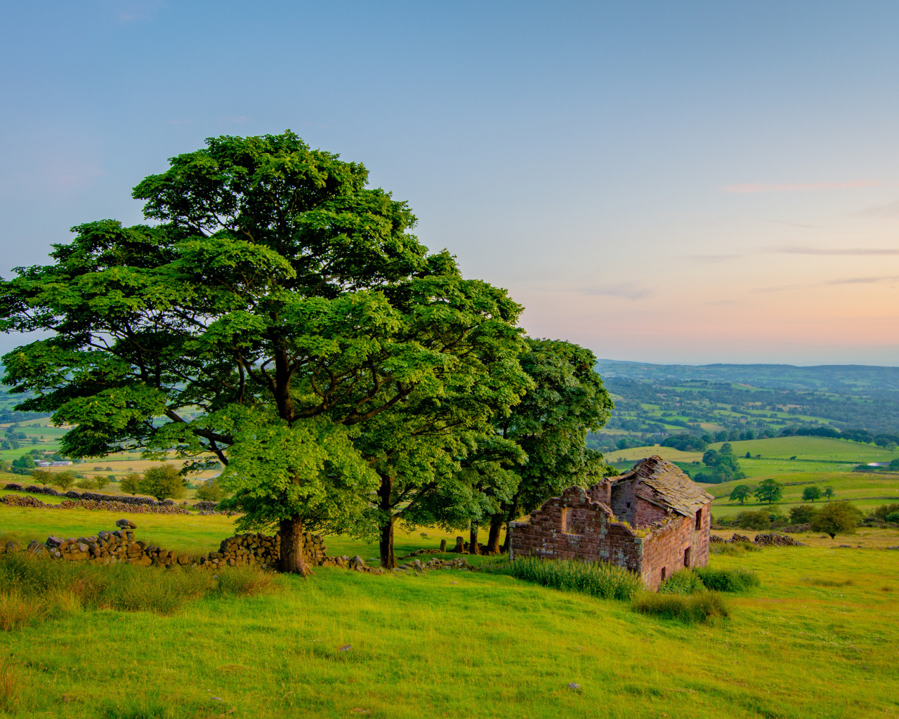 Большое зеленое дерево у разрушенного дома 