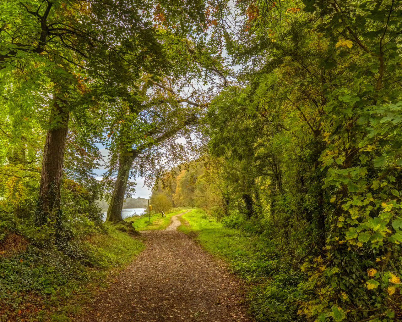 Красивый парк с зелеными деревьями у реки