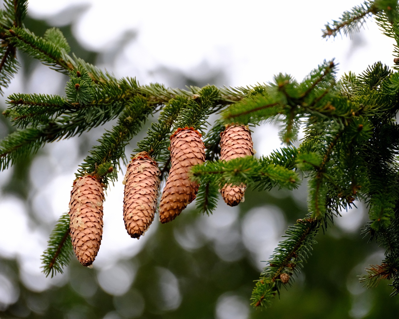 Большие коричневые шишки на зеленой ветке ели 