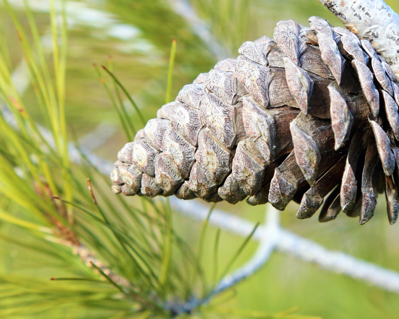 Большая шишка на ветке колючей сосны 