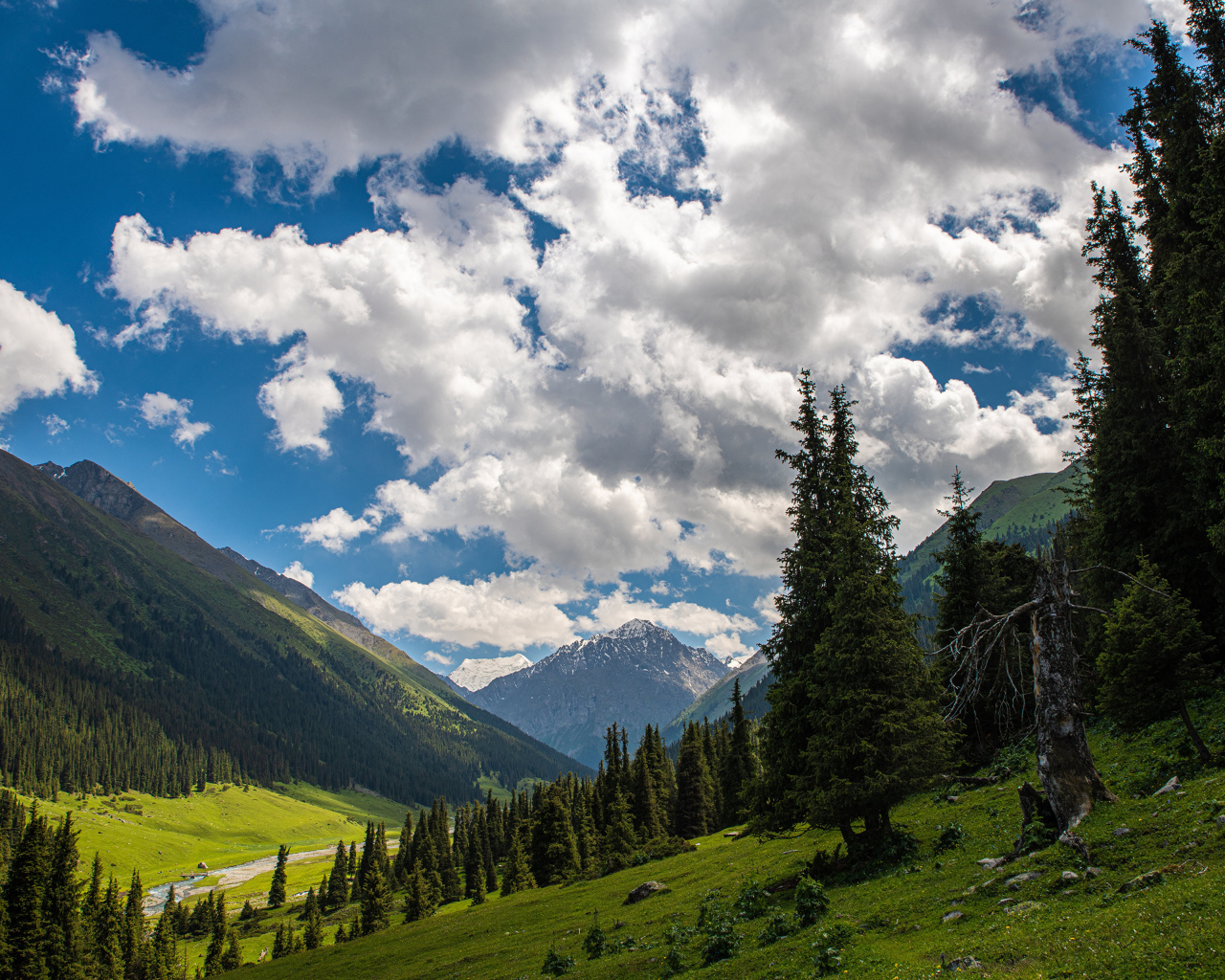 Густые белые облака над покрытыми лесом горами