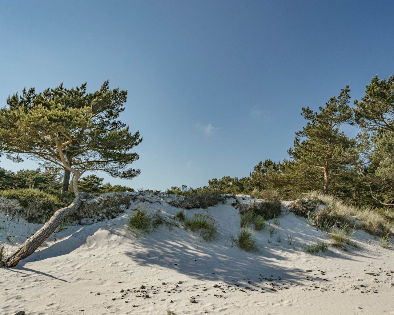 Белый песок с зелеными деревьями на голубом фоне