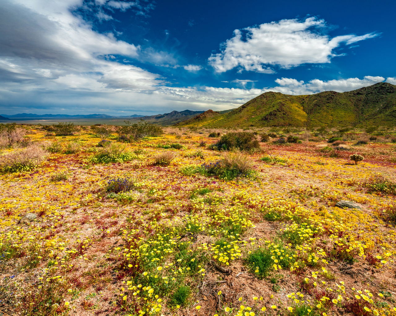 Желтые цветы в пустыне под голубым небом 