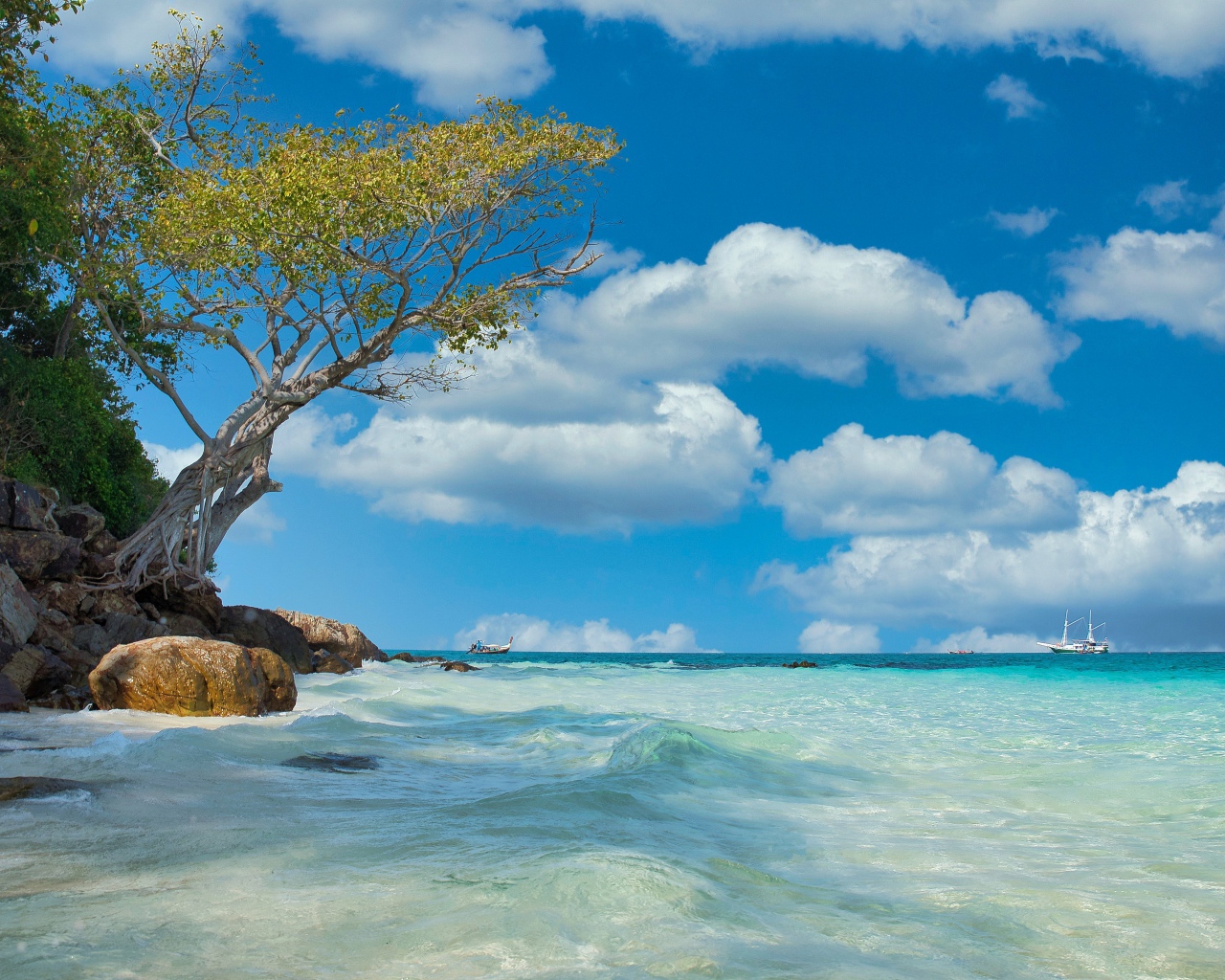 Дерево на краю скалы у морского берега