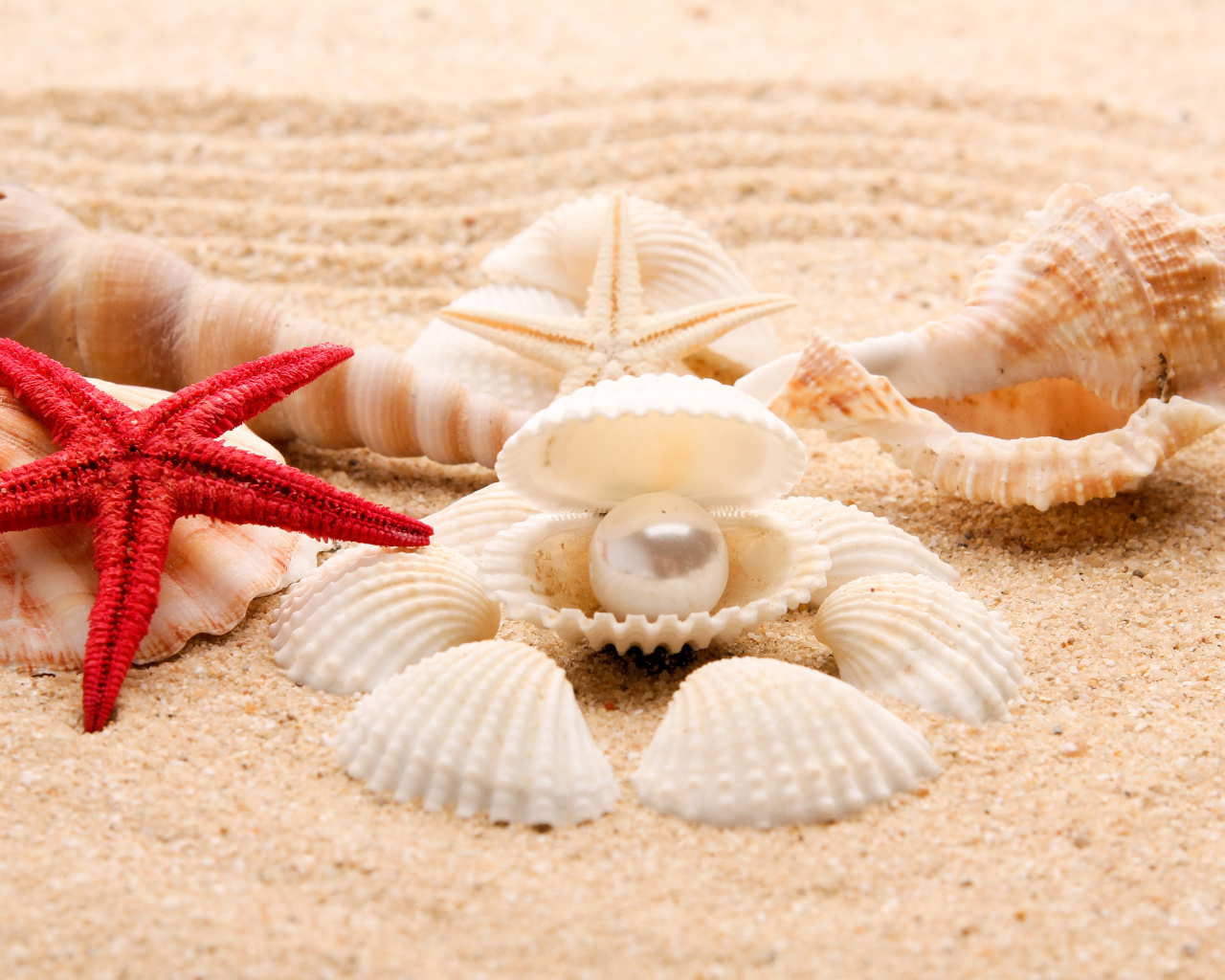 Красивые ракушки с белой жемчужиной на песке