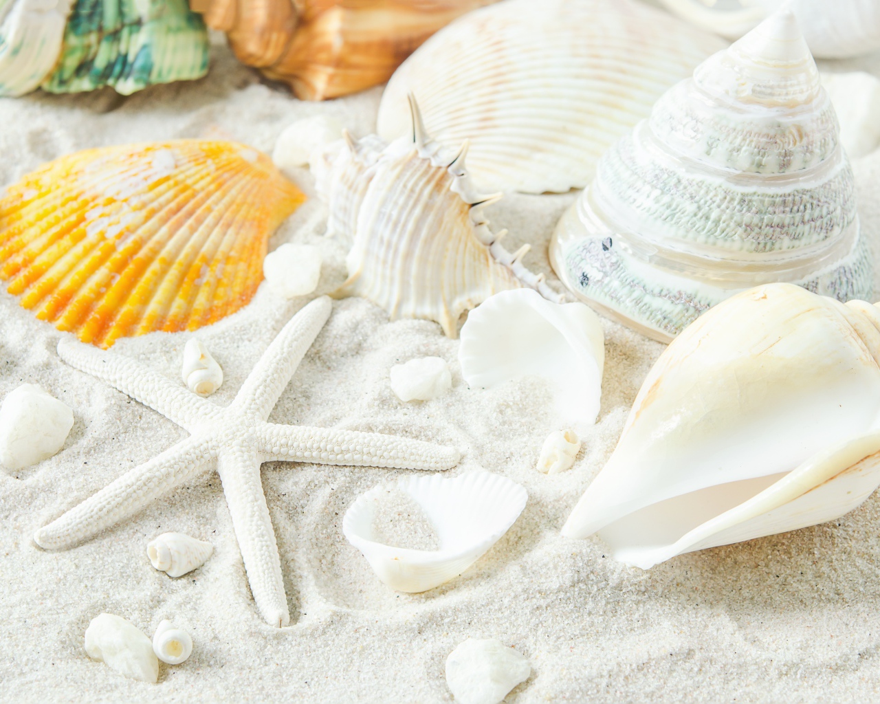 Большие белые ракушки и морская звезда на песке