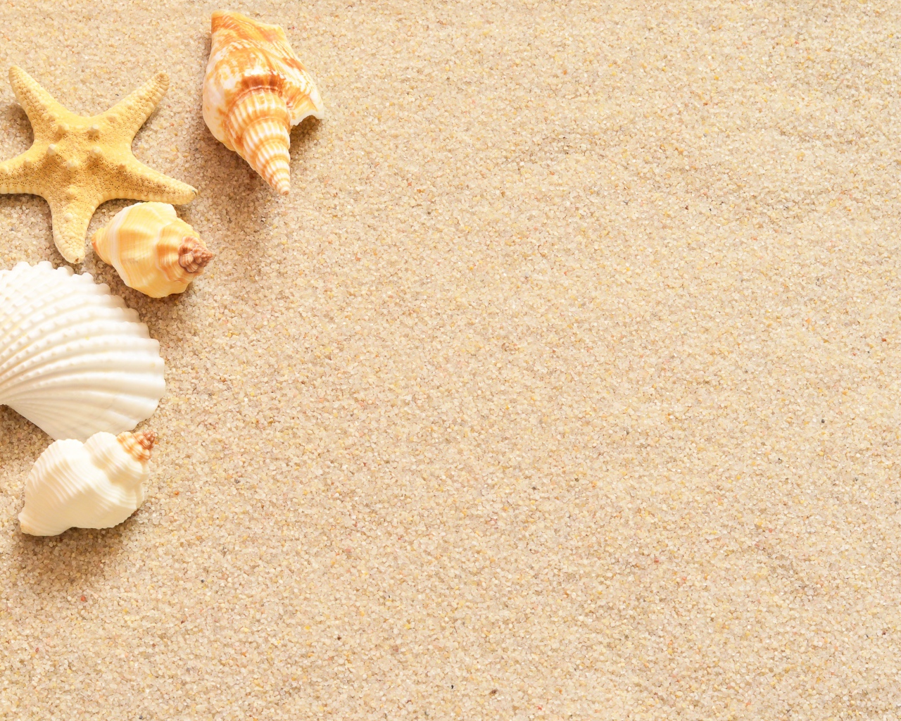 Ракушки и морская звезда лежат на желтом песке