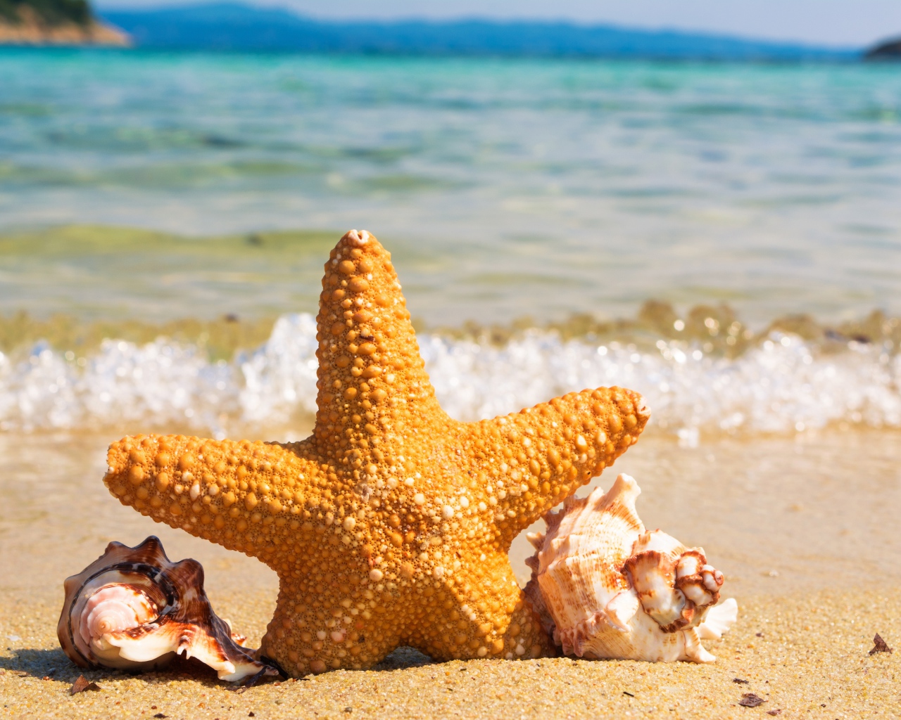 Морская звезда с ракушками на берегу моря