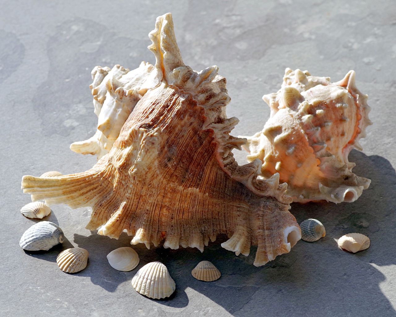 Две большие ракушки лежат на камне