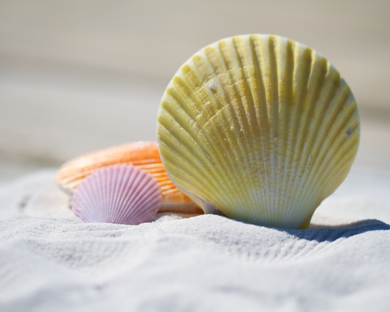 Разноцветные ракушки лежат на белом песке