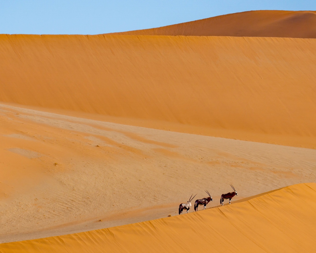 Большая горячая пустыня с животными под голубым небом 