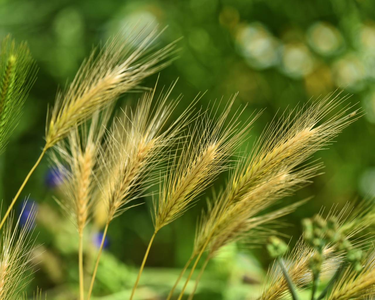 Колосья ячменя на поле крупным планом
