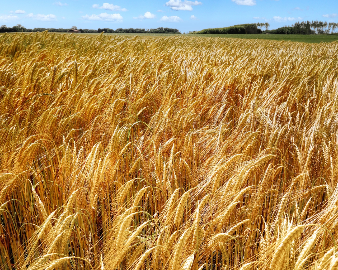 Большое поле спелой пшеницы осенью