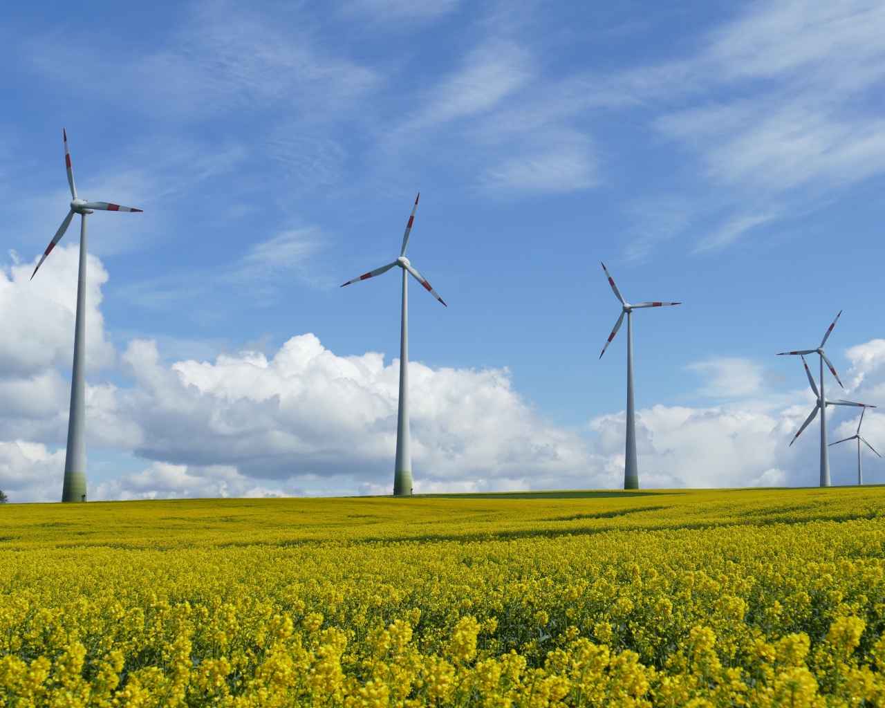 Большие ветряные турбины на рапсовом поле