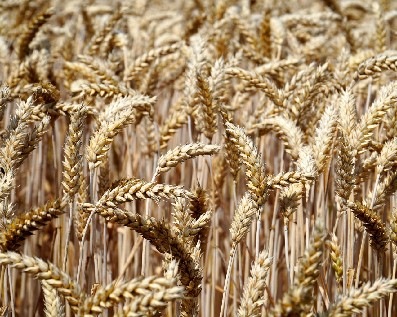 Спелые колосья пшеницы на поле 