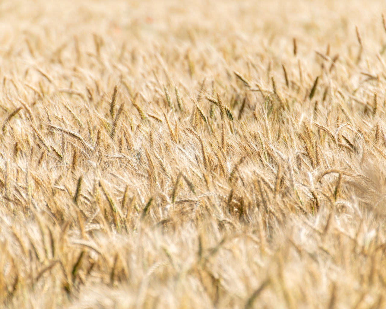 Поле спелой пшеницы осенью