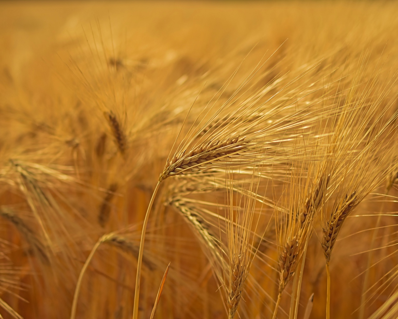 Спелые желтые колосья пшеницы на поле