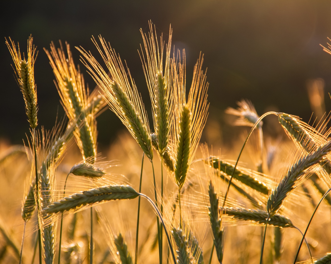 Колосья пшеницы в лучах солнца на поле