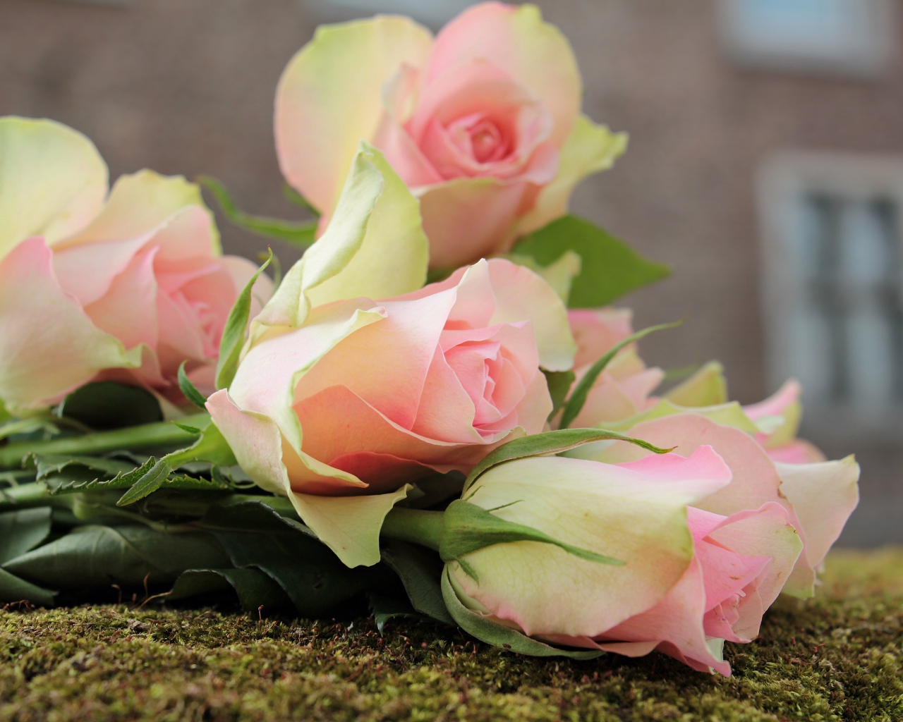 Букет розовых тюльпанов лежит на земле