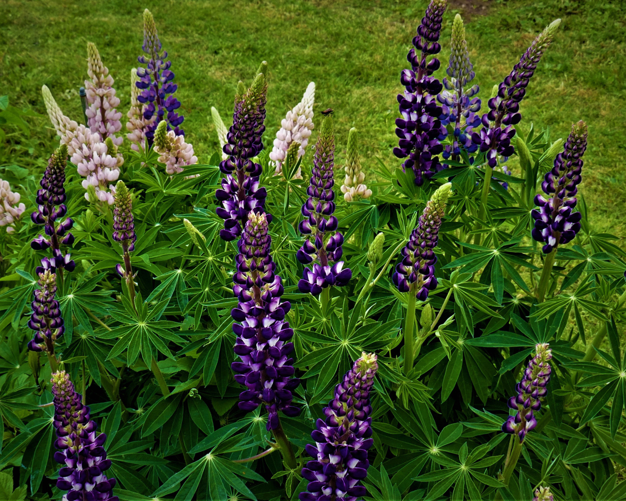 Куст фиолетовых цветов люпина на клумбе 