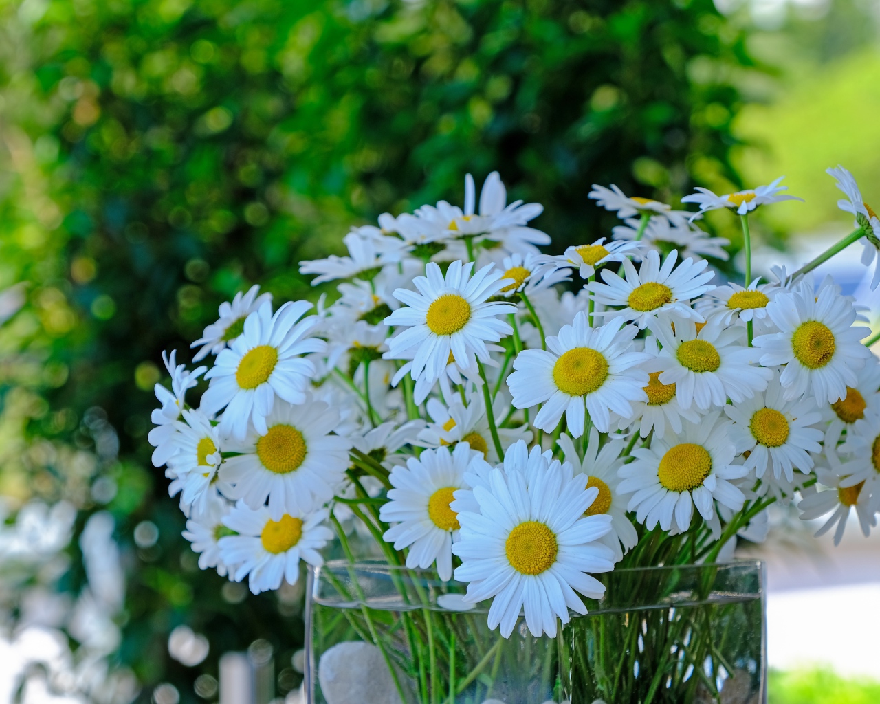 Большой букет белых ромашек в стеклянной вазе на столе 