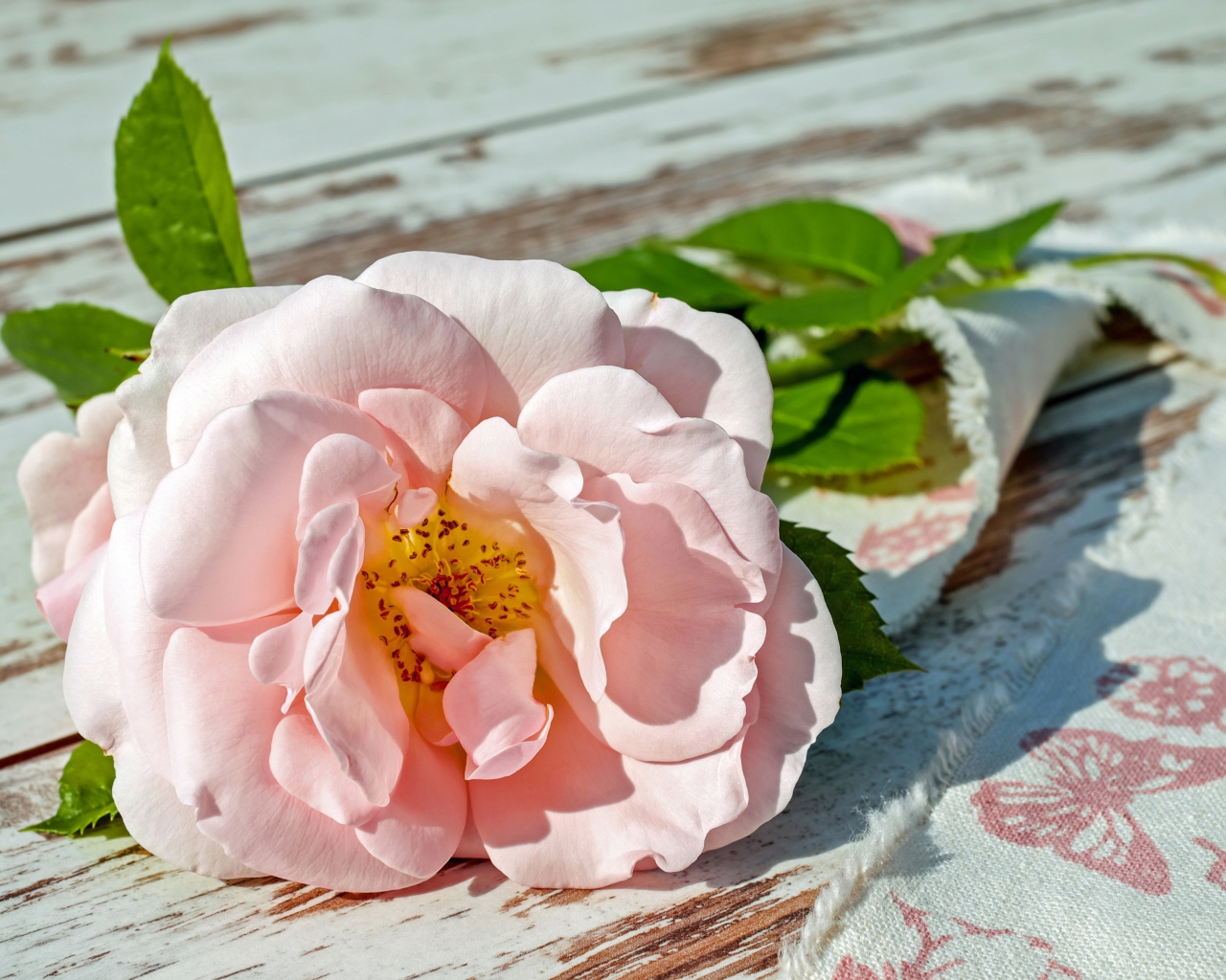 Розовая садовая роза лежит на лавке