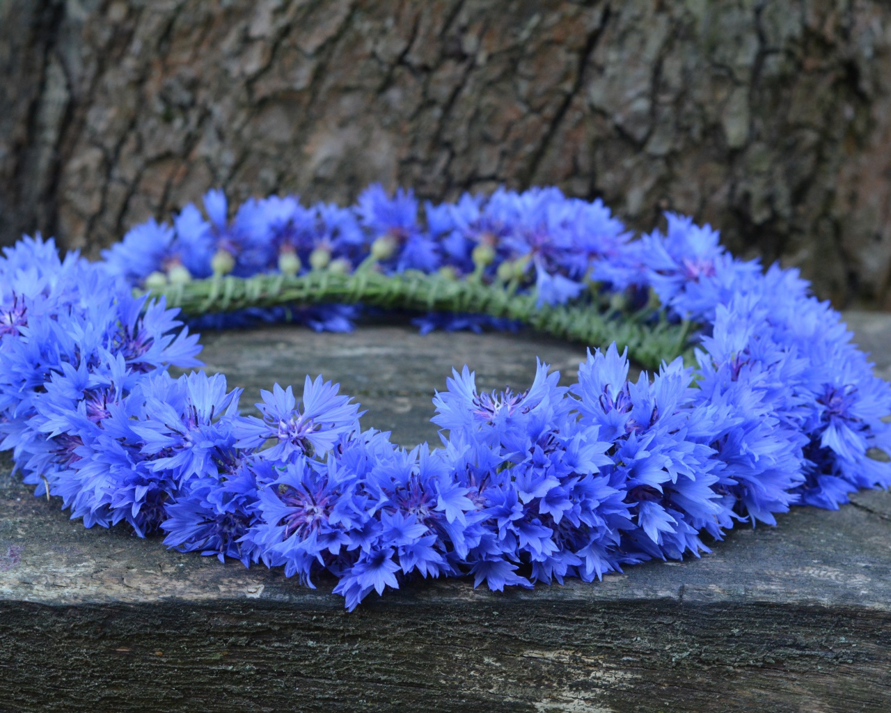 Венок из синих цветов василька на лавке