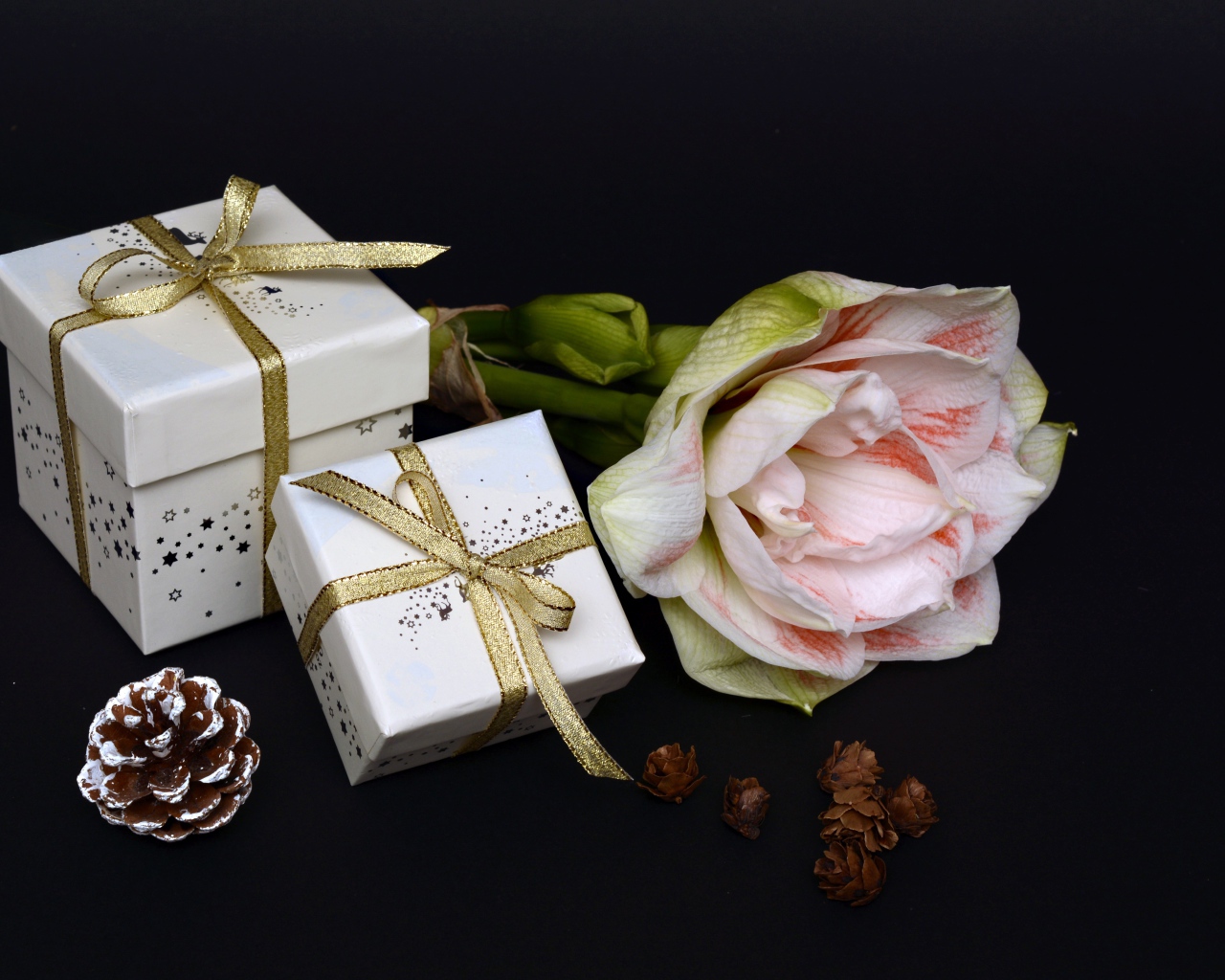 Цветок амариллиса с подарками на черном фоне