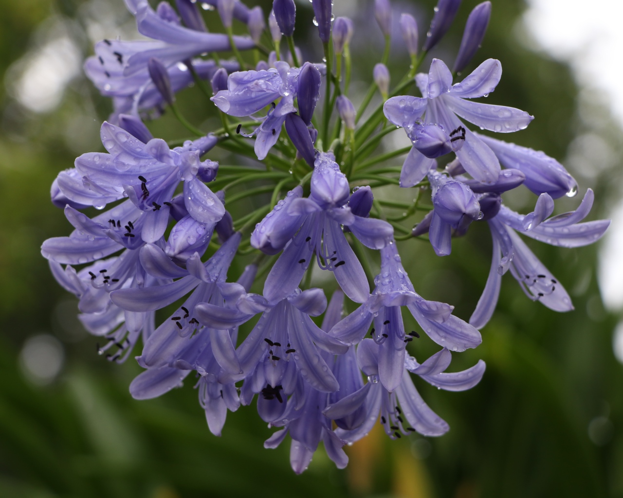 Красивые цветы Агапантус в каплях росы