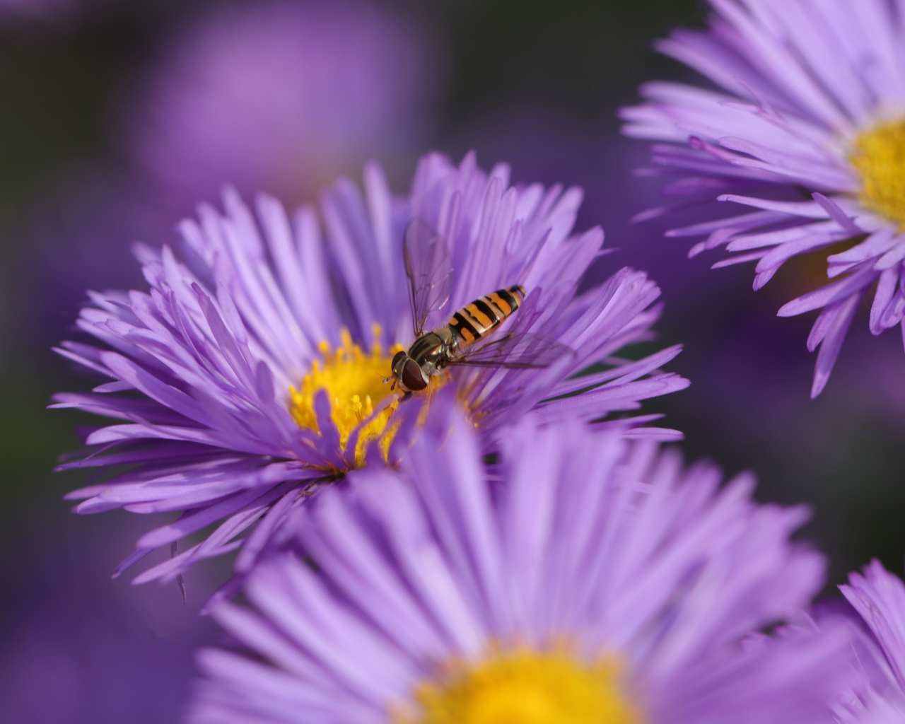 Красивые цветы астры на клумбе 