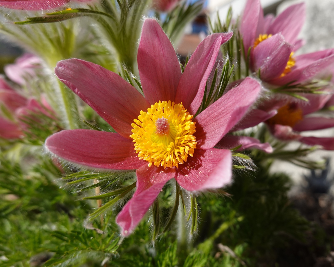 Красивые осенние цветы прострел