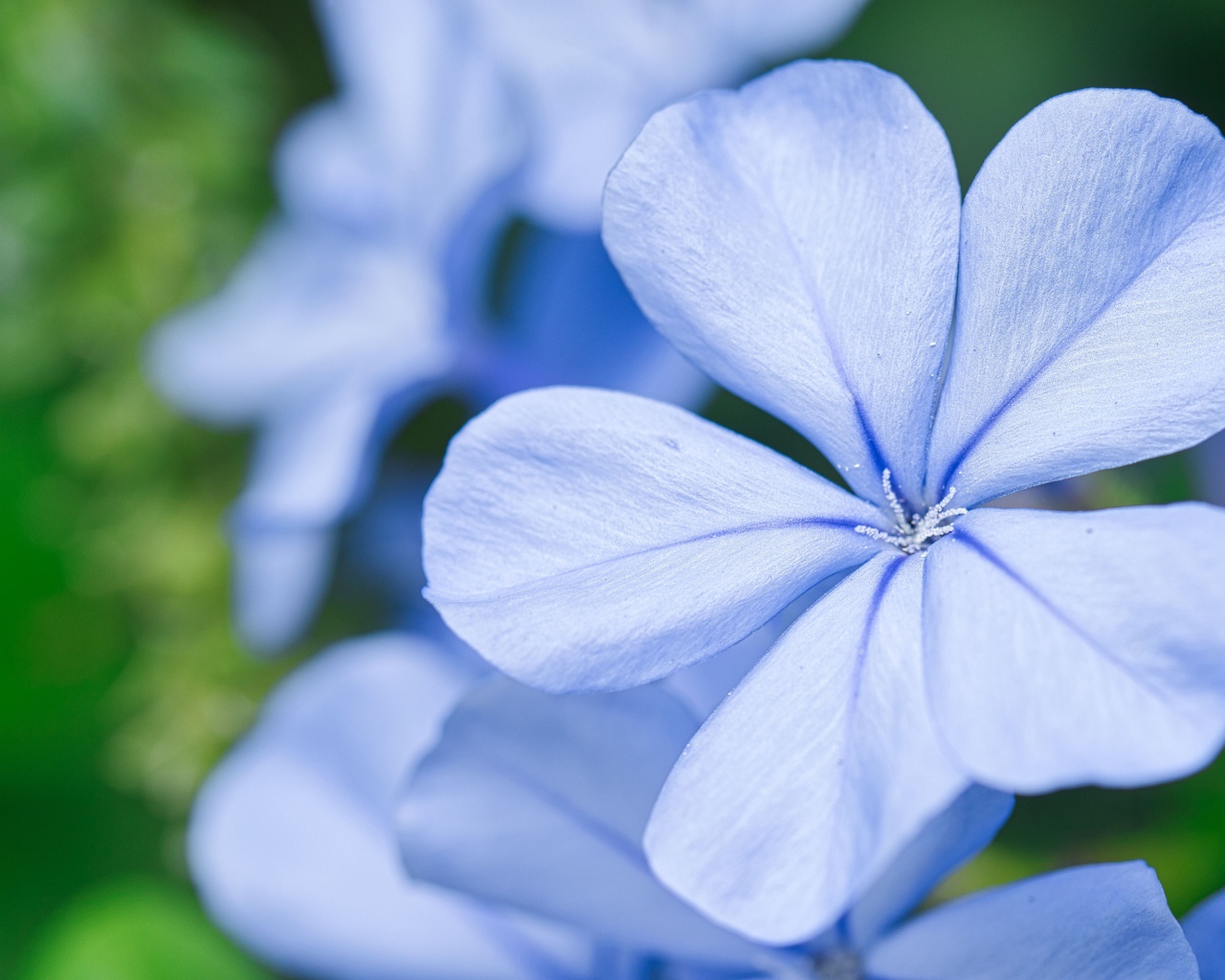 Красивый голубой цветок флокса крупным планом 