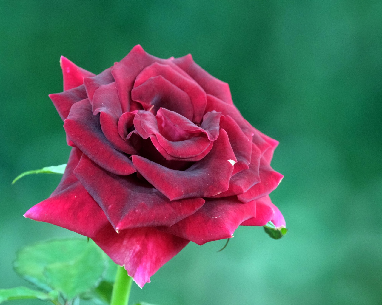 Красивая бордовая роза на зеленом фоне крупным планом