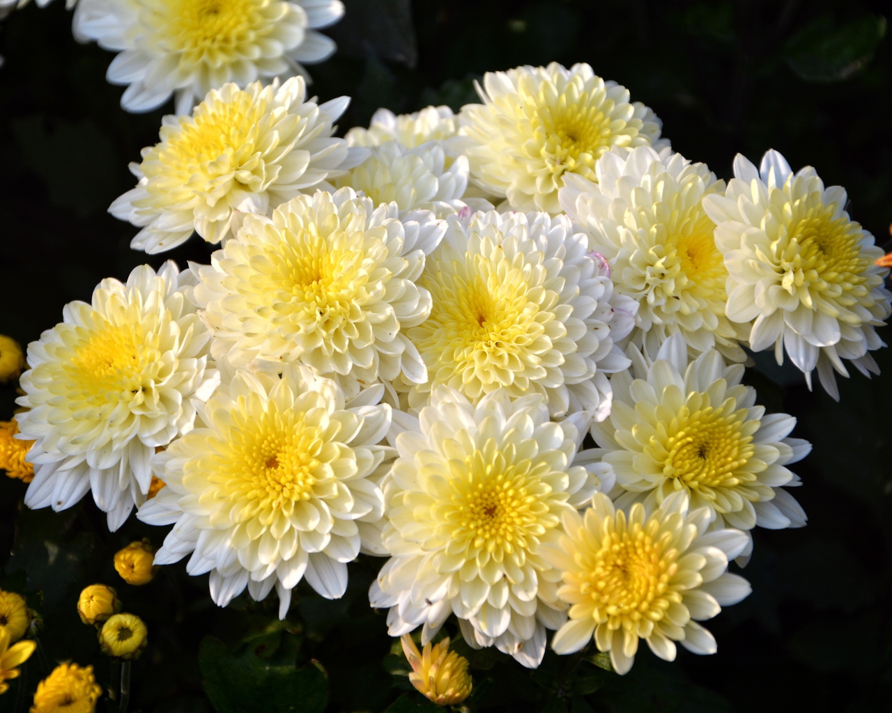 Красивый кремовый букет живых хризантем