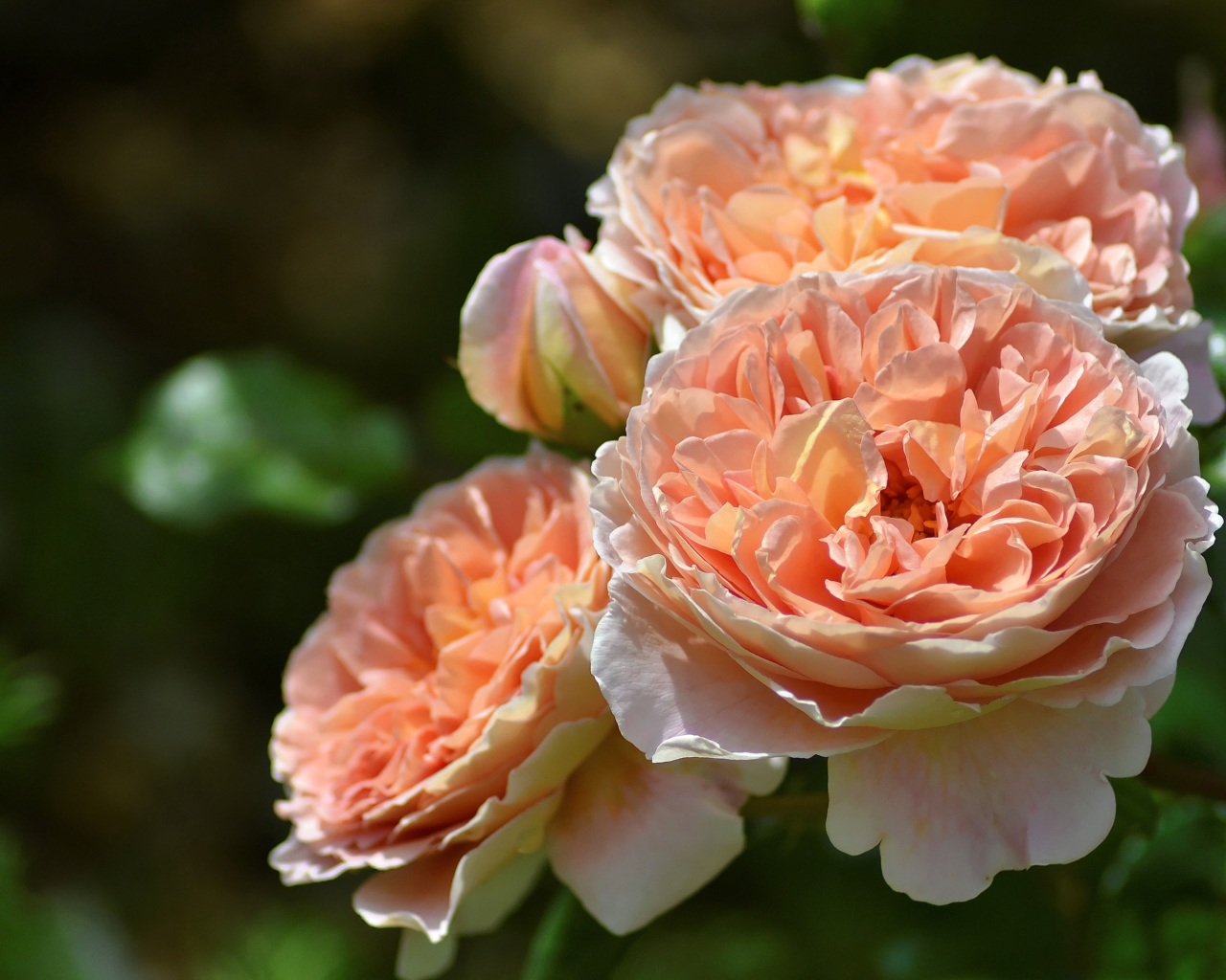 Красивые кремовые цветы парковой розы крупным планом