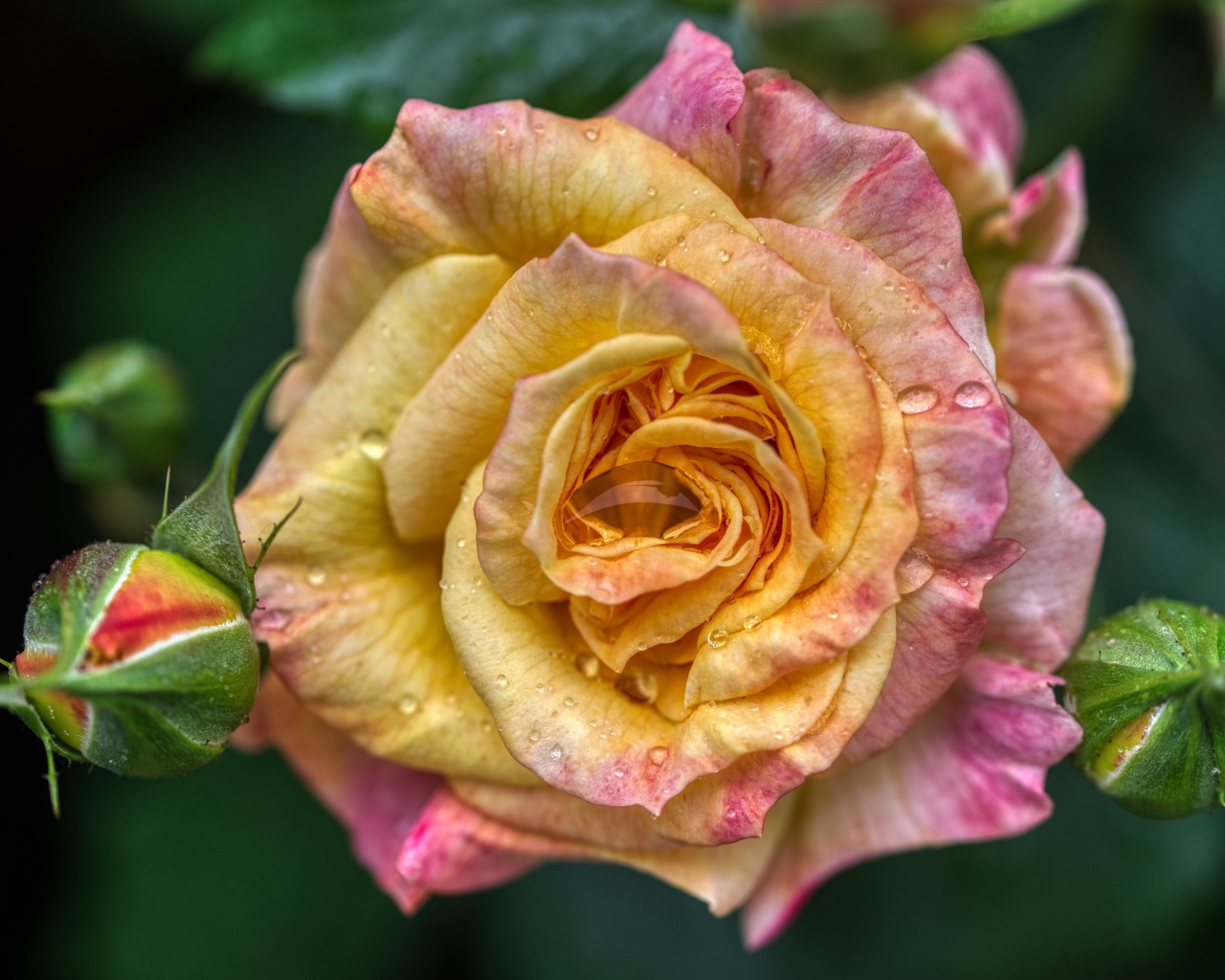 Красивая кремовая роза с бутонами на клумбе