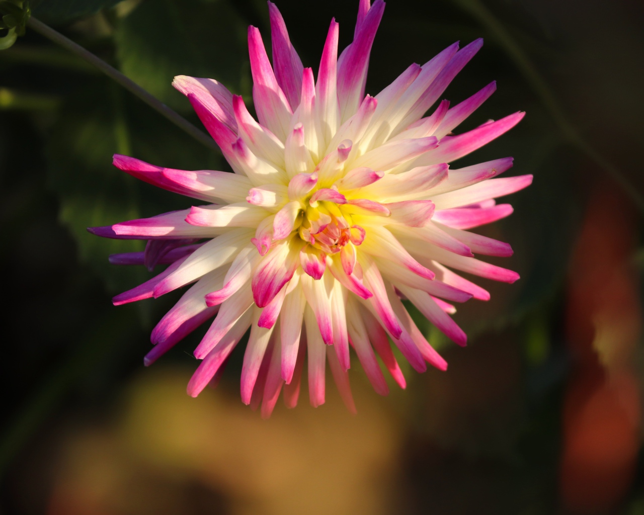 Красивый цветок георгина с розовыми лепестками 