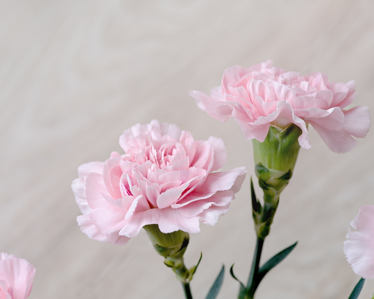 Красивые нежные цветы гвоздики крупным планом