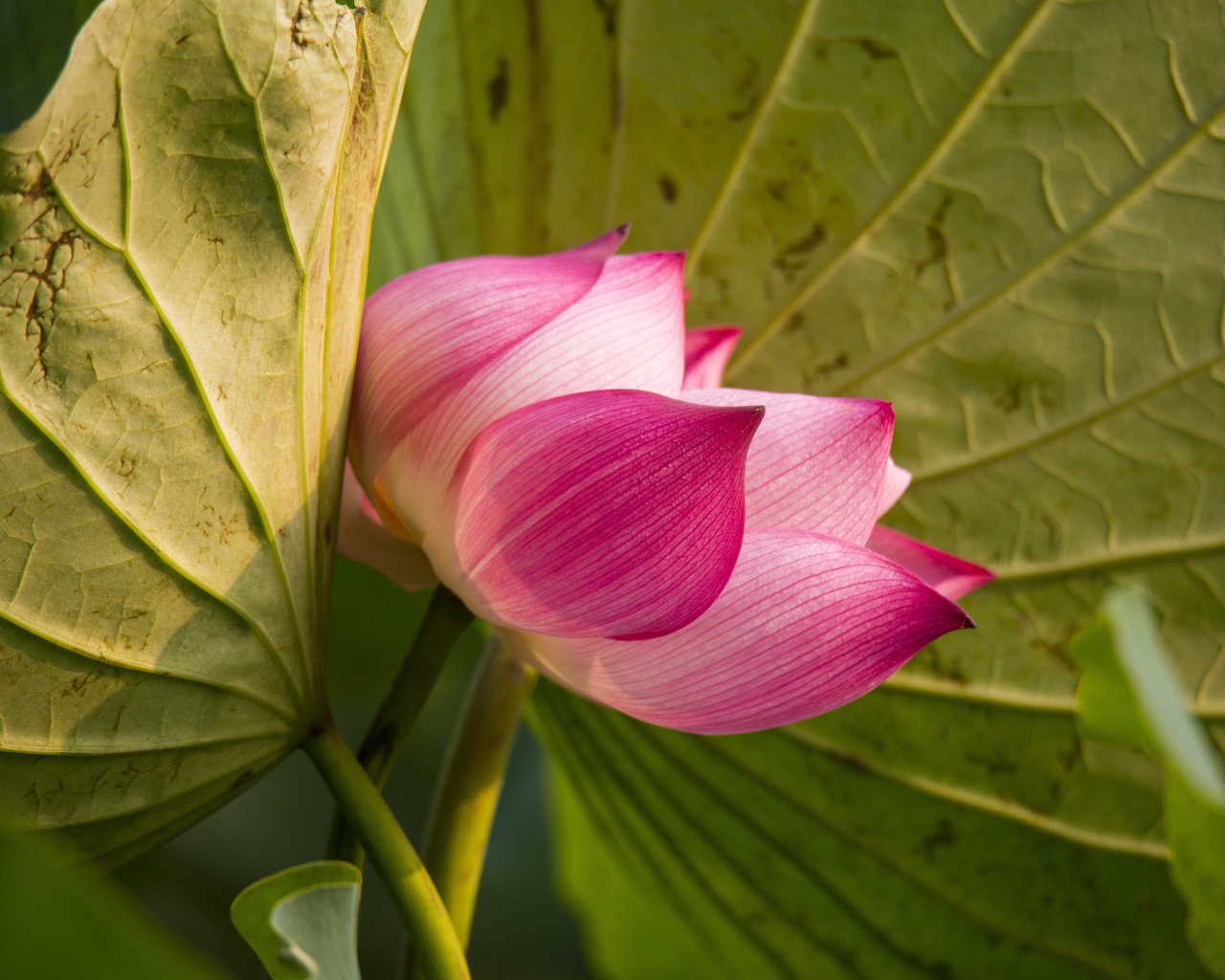 Красивый нежный розовый цветок лотоса в зеленых листьях