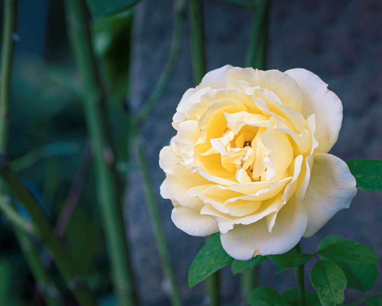 Красивая нежная белая роза крупным планом 