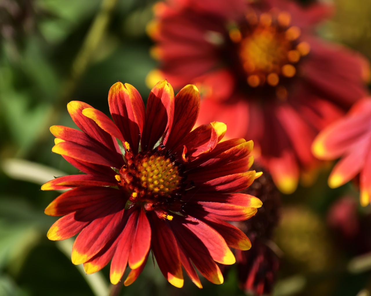 Красивый огненный цветок Гайлардия