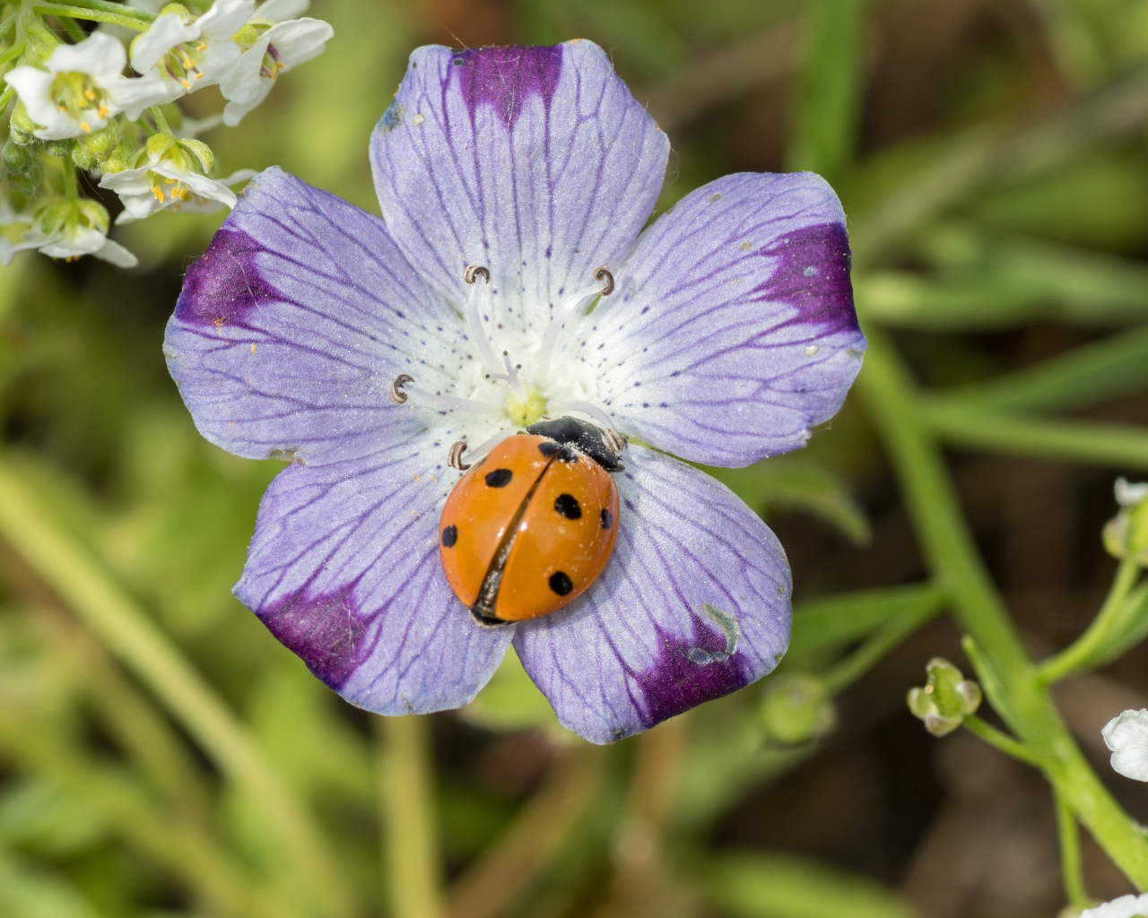 Красивый цветок гипсофилы с божьей коровкой 