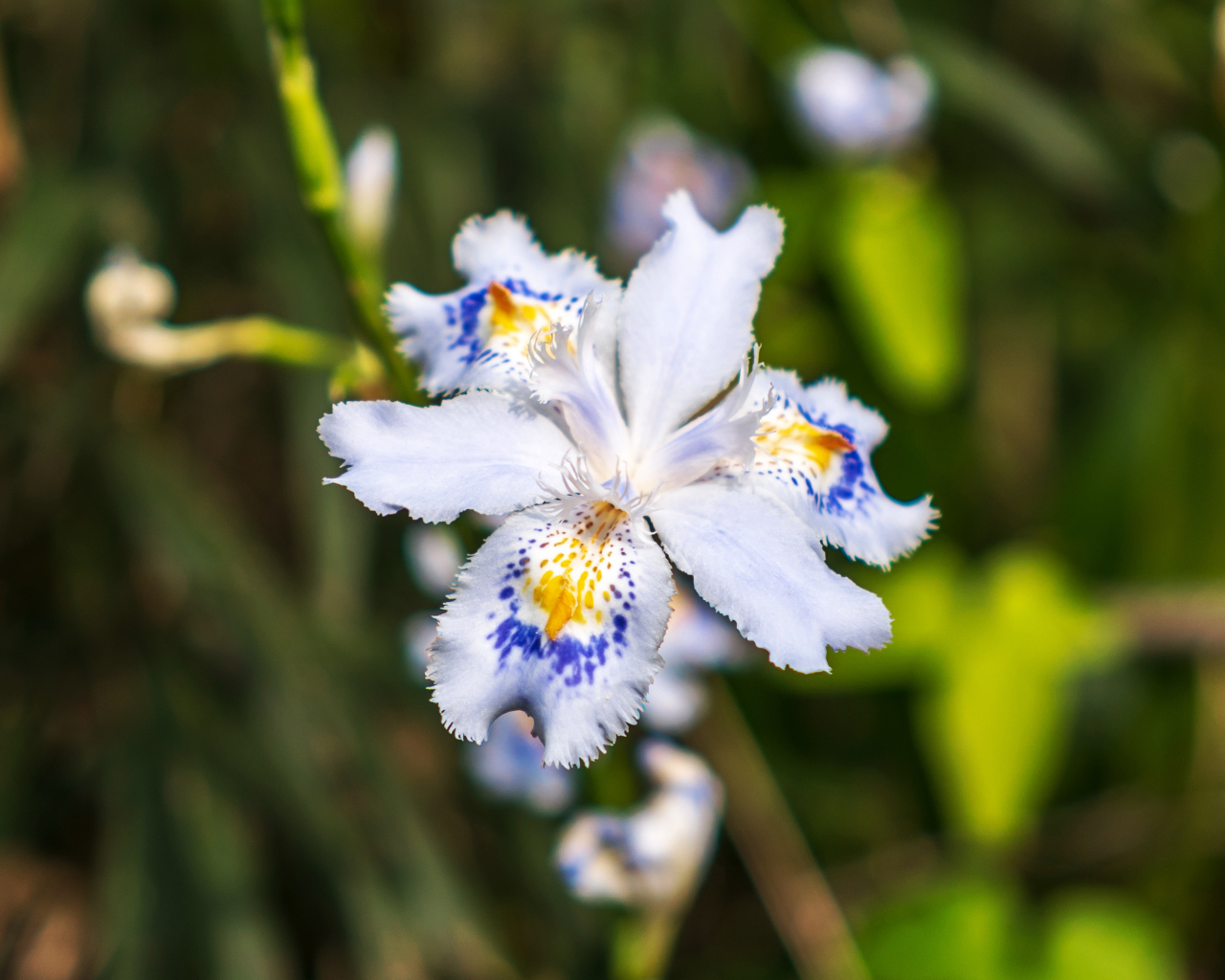 Красивый цветок ириса в лучах солнца на клумбе 