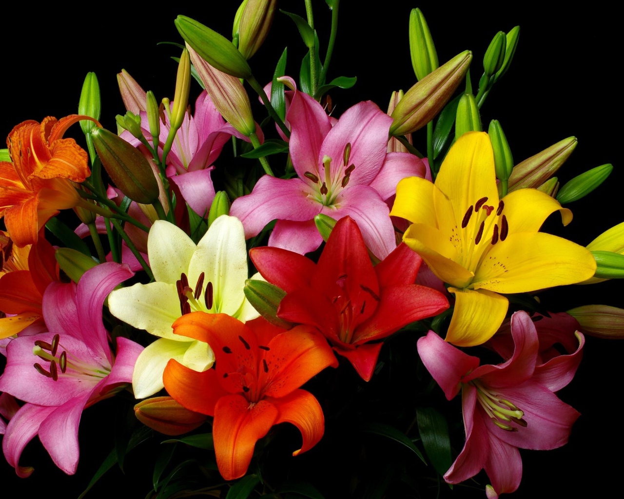Красивый разноцветный букет лилий на черном фоне